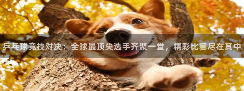 雨燕乐球直播nba：乒乓球竞技对决：全球最顶尖选手齐聚一堂，精彩比赛尽在其中